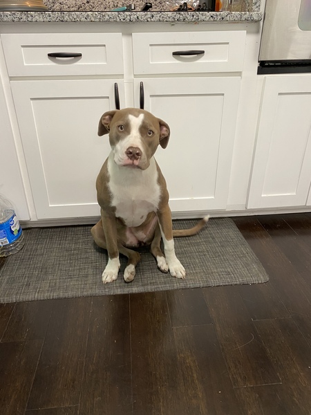 Abbi