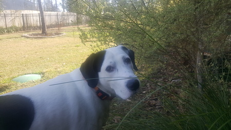 Banjo