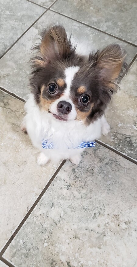 Tango