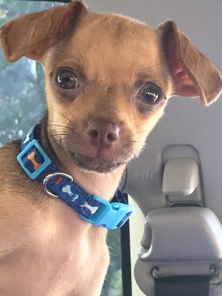 Yoda
