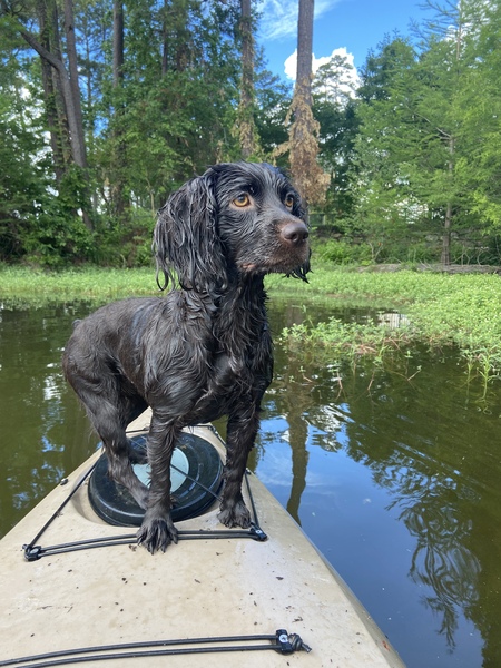 Dixie Roux