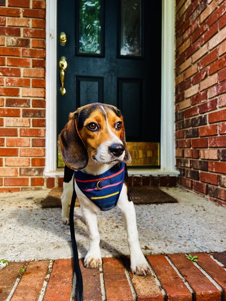 Cooper