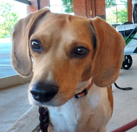 Bogey 