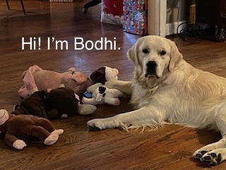 Bodhi