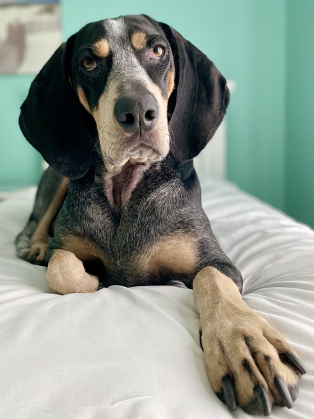 Remy