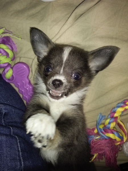 Zora