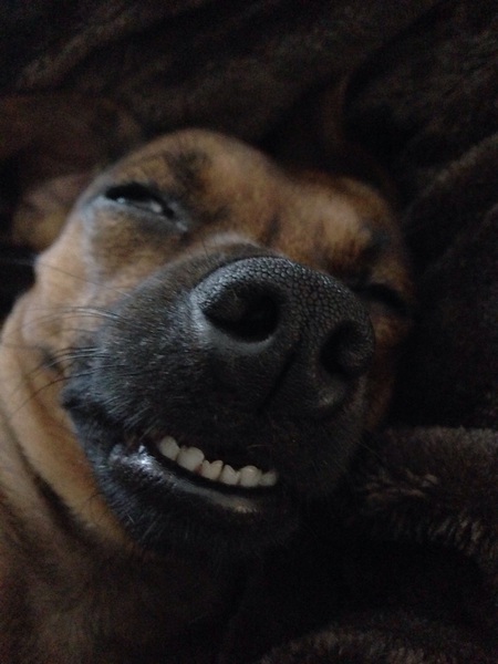 Roo