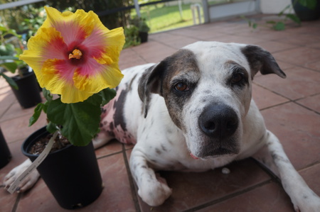 Hazel