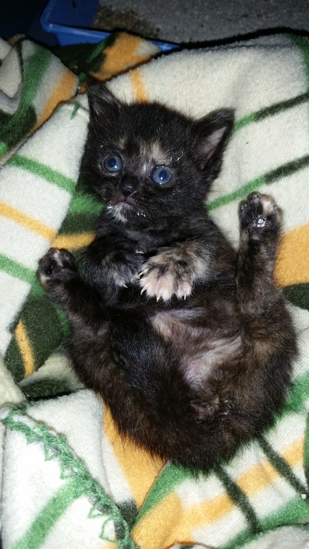 Lola