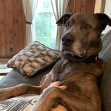 Entry image for Jester 