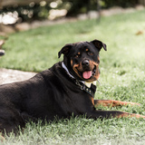 Entry image for Dozer