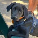 Entry image for Maverick