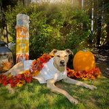 Entry image for Luna