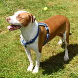 Entry image for Percy Gupton-Holder