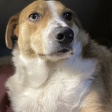 Entry image for Nico