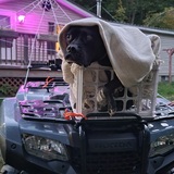 Entry image for Domino 