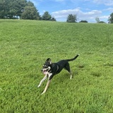 Entry image for Ziti 