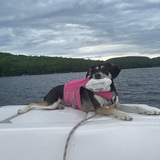 Entry image for Ziti 