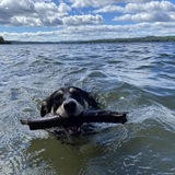 Entry image for Ziti 