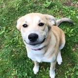 Entry image for Luna