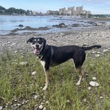 Entry image for Ziti 