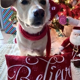 Entry image for Stella