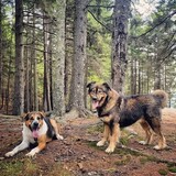 Entry image for Odin and Sadie Mae