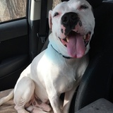 Entry image for Phoenix  (was Doobie)