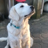 Entry image for Pearl