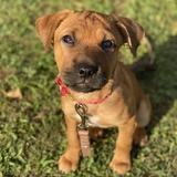 Entry image for Josie