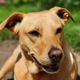 Entry image for Hazel 