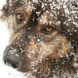 Entry image for Sadie Mae 