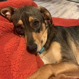 Entry image for Hodie