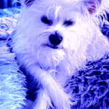 Entry image for Weston Owen