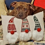 Entry image for Pepper