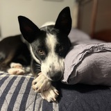 Entry image for Quinn