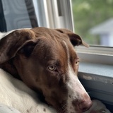 Entry image for Freckles 