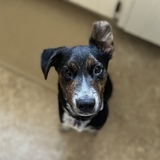 Entry image for Rocky