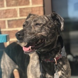 Entry image for Anya