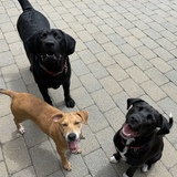 Entry image for Rex & Penny 