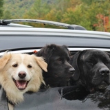 Entry image for Moose (formerly Shaq)