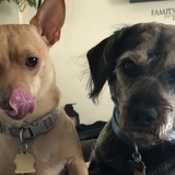 Entry image for Bruno & Cashew