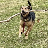 Entry image for Tessi