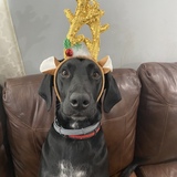 Entry image for Charlie