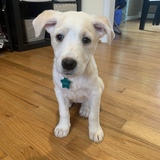 Entry image for Rosalina