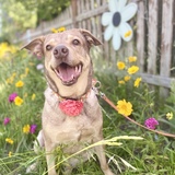 Entry image for Piper