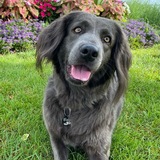 Entry image for Blaze