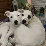 Entry image for Piper and Luna