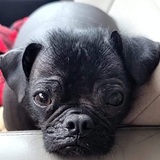 Entry image for Vito The Naked Pug