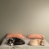 Entry image for Skye and Nala